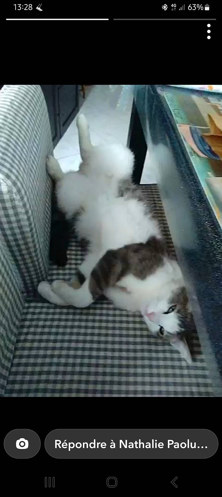 Bolt participe au concours pour gagner de l'argent avec cette photo : carnivore, cat, claw, comfort, companion_dog, domestic_short_haired_cat, felidae, fur, hardwood, paw, photo_caption, picture_frame, room, small_to_medium_sized_cats, tail, whiskers, wood