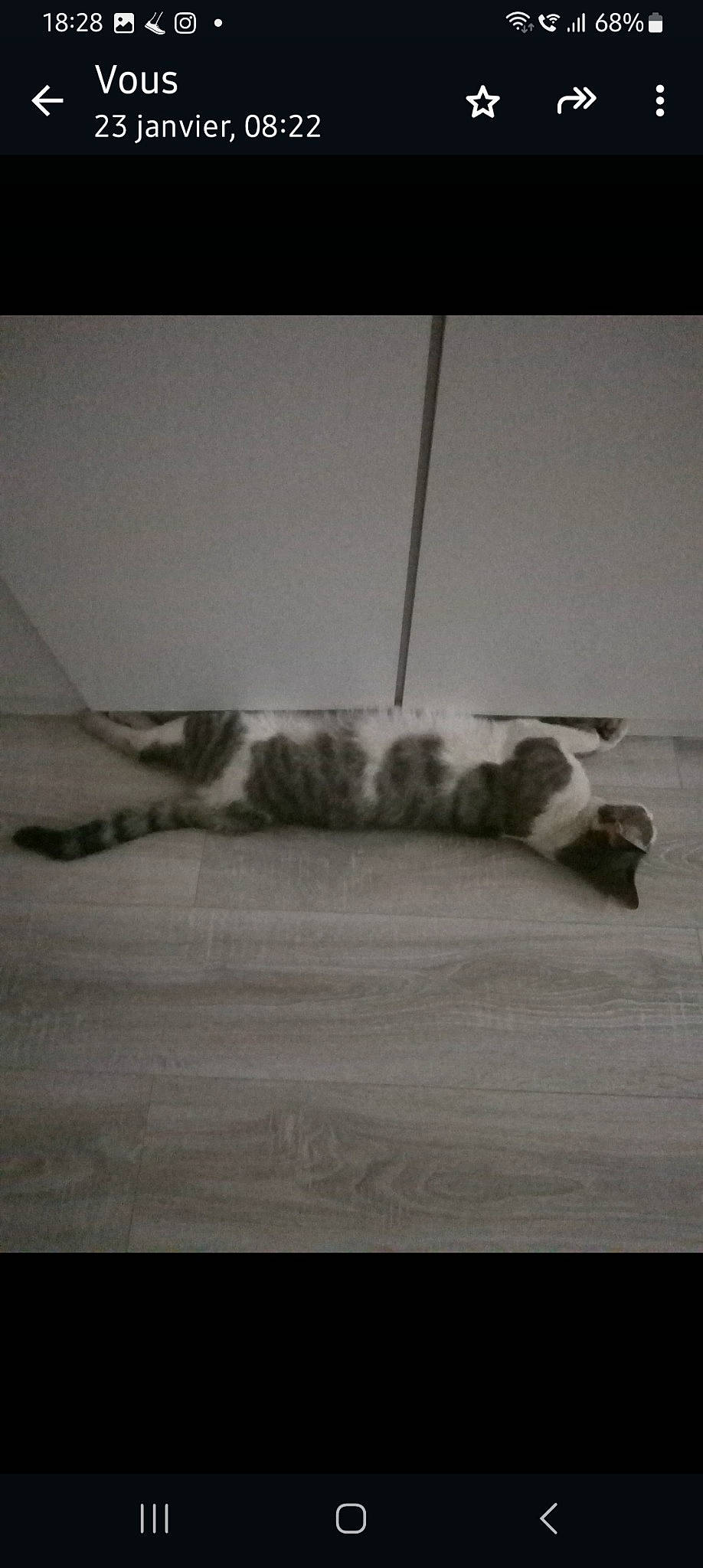 Bolt participe au concours pour gagner de l'argent avec cette photo : canidae, carnivore, cat, comfort, dog_breed, domestic_short_haired_cat, felidae, fur, grey, monochrome, monochrome_photography, paw, small_to_medium_sized_cats, sporting_group, still_life_photography, tail, terrestrial_animal, tints_and_shades, whiskers, wood