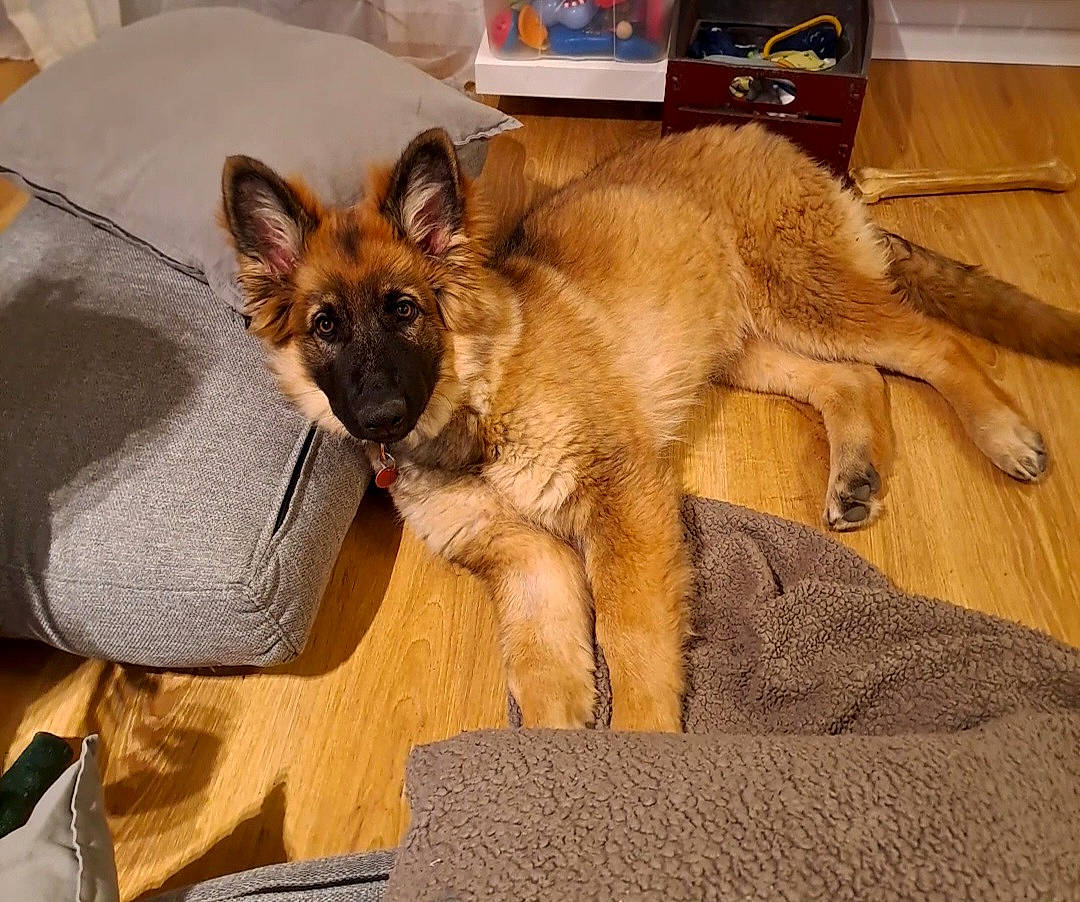 Skali participe au concours pour gagner de l'argent avec cette photo : belgian_shepherd_malinois, canidae, carnivore, companion_dog, dog, dog_breed, dog_supply, east_european_shepherd, fawn, flooring, fur, german_shepherd_dog, hardwood, king_shepherd, old_german_shepherd_dog, paw, snout, sporting_group, wood, working_animal