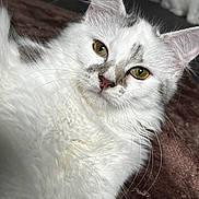 Romy participe au concours pour gagner de l'argent avec cette photo : cat, white_cat, fluffy, fur, pet, animal, close_up, portrait, face, eyes, golden_eyes, whiskers, pink_nose, ears, indoor, blanket, couch, cozy, staring, photography