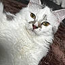 cat, white_cat, fluffy, fur, pet, animal, close_up, portrait, face, eyes, golden_eyes, whiskers, pink_nose, ears, indoor, blanket, couch, cozy, staring, photography