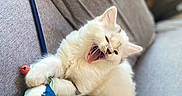 Romy a rejoint le concours — aidez-le/la à gagner de superbes lots ! cat, kitten, fluffy, cream_colored, yawning, open_mouth, pink_tongue, blue_eyes, pet, animal, couch, indoor, toy, ribbons, bell, playful, sleepy, close_up, portrait, cute
