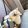 cat, kitten, fluffy, cream_colored, yawning, open_mouth, pink_tongue, blue_eyes, pet, animal, couch, indoor, toy, ribbons, bell, playful, sleepy, close_up, portrait, cute