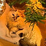 cat, kitten, fluffy, long_hair, fur, sleeping, curled_up, paws, tail, christmas_tree, holiday, festive, ornaments, fairy_lights, warm_lighting, cozy, indoor, portrait, pet, relaxed