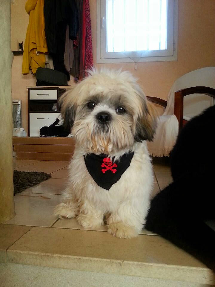 Brutus a rejoint le concours — aidez-le/la à gagner de superbes lots ! canidae, carnivore, chair, companion_dog, dog, dog_breed, dog_supply, floor, flooring, fur, picture_frame, shih_poo, small_terrier, snout, sporting_group, terrier, toy_dog, window, window_blind, working_animal