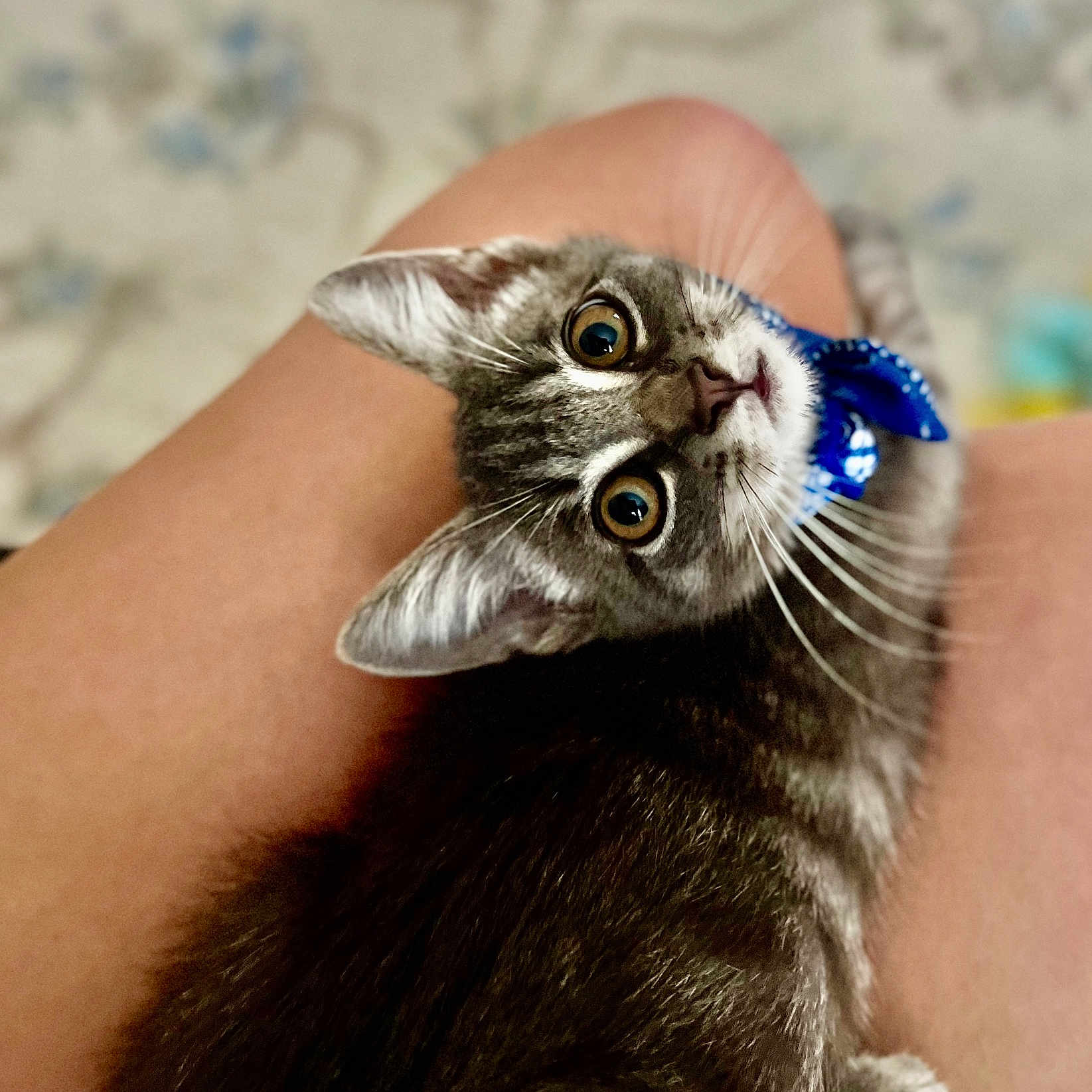 Bo Jack joined the competition — help win amazing prizes! abyssinian, accessories, animal, bodypart, bracelet, brush, cat, device, finger, hand, hardwood, jewelry, kitten, manx, person, pet, strap, tool, wood, wrist