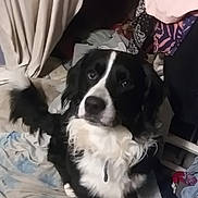Grizzly joined the competition — help win amazing prizes! dog, black_and_white, spaniel, pet, animal, sitting, indoors, bed, bedding, messy_room, curtains, clothing, laundry, floppy_ears, long_fur, white_chest, black_fur, looking_at_camera, portrait, household