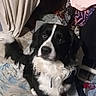 dog, black_and_white, spaniel, pet, animal, sitting, indoors, bed, bedding, messy_room, curtains, clothing, laundry, floppy_ears, long_fur, white_chest, black_fur, looking_at_camera, portrait, household