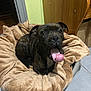 Volt a rejoint le concours — aidez-le/la à gagner de superbes lots ! dog, brindle, pet, tongue_out, bed, blanket, indoor, floor, tile_floor, furniture, wood, cute, animal, canine, resting, cozy, playful, looking_up, ears, snout