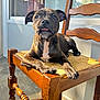 Volt participe au concours pour gagner de l'argent avec cette photo : puppy, dog, brindle, wooden_chair, sunlight, outdoor, pet, animal, tongue_out, cute, relaxed, furniture, paw, closeup, young_dog, domestic_animal, sitting, portrait, daylight, home