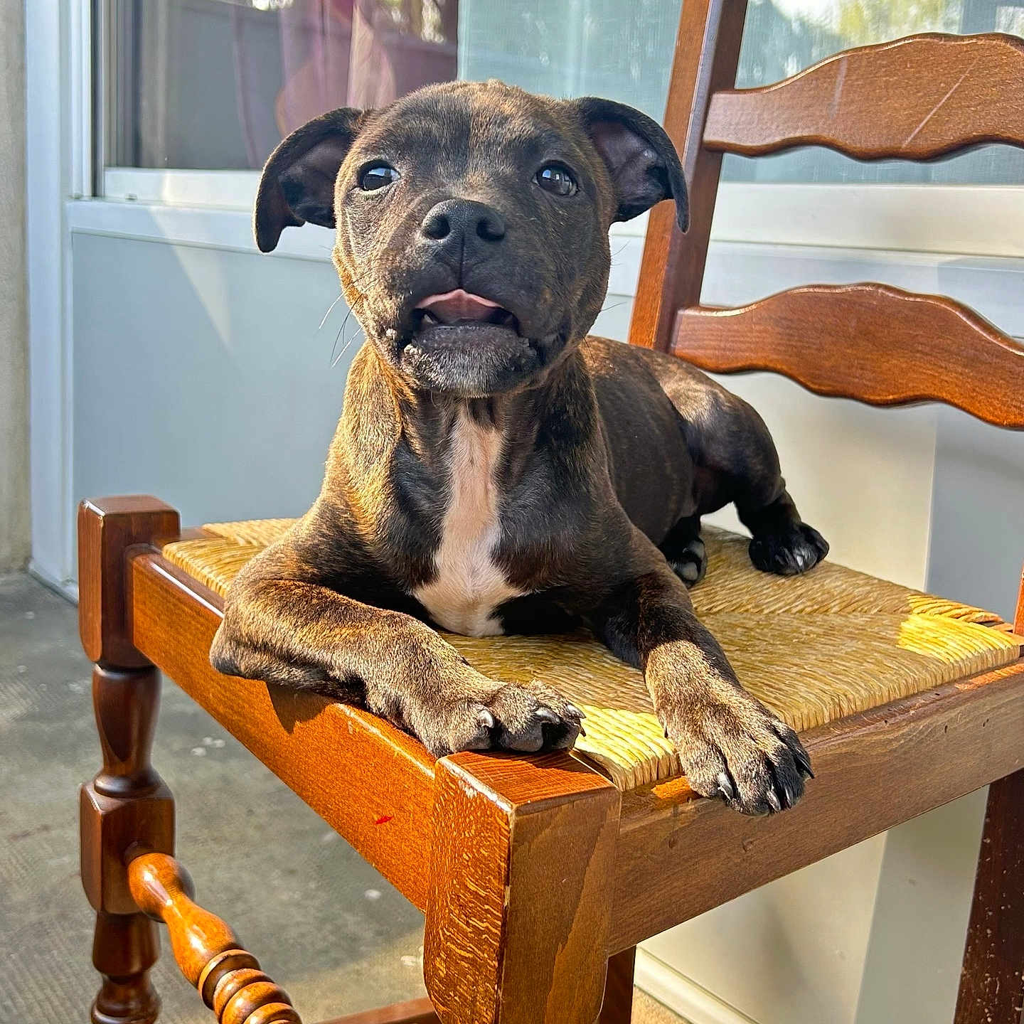 Volt participe au concours pour gagner de l'argent avec cette photo : animal, brindle, closeup, cute, daylight, dog, domestic_animal, furniture, home, outdoor, paw, pet, portrait, puppy, relaxed, sitting, sunlight, tongue_out, wooden_chair, young_dog