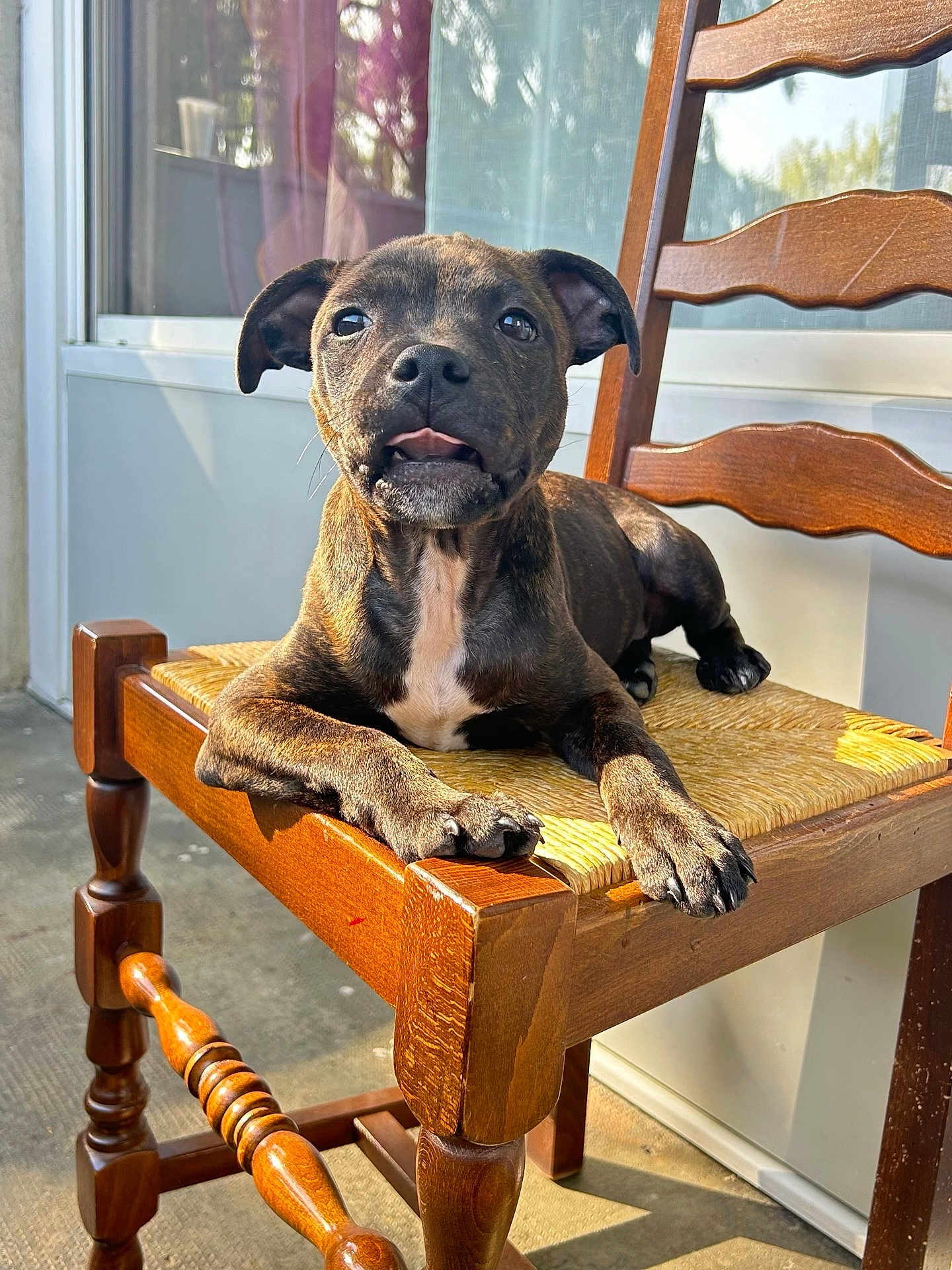Volt participe au concours pour gagner de l'argent avec cette photo : puppy, dog, brindle, wooden_chair, sunlight, outdoor, pet, animal, tongue_out, cute, relaxed, furniture, paw, closeup, young_dog, domestic_animal, sitting, portrait, daylight, home
