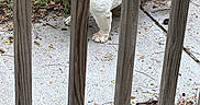 Bubbles is registered to the contest to win money with this photo: dog, bulldog, white_dog, harness, wooden_railing, concrete, outdoor, side_view, leaves, plants, nature, pet, animal, fence, standing, closeup, daylight, fur, portrait, backyard