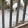 dog, bulldog, white_dog, harness, wooden_railing, concrete, outdoor, side_view, leaves, plants, nature, pet, animal, fence, standing, closeup, daylight, fur, portrait, backyard