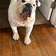 Bubbles joined the competition — help win amazing prizes! bulldog, dog, pet, indoor, wooden_floor, flooring, door, animal, canine, portrait, standing, white_dog, closeup, companion, domestic_animal, paw, fur, looking, face, house