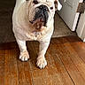 bulldog, dog, pet, indoor, wooden_floor, flooring, door, animal, canine, portrait, standing, white_dog, closeup, companion, domestic_animal, paw, fur, looking, face, house