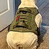 Bubbles joined the competition — help win amazing prizes! dog, white_dog, harness, back_view, carpet, wooden_floor, indoor, pet, animal, canine, k9, door, floor, sitting, fur, straps, fabric, close_up, domestic_animal, resting
