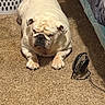 Bubbles joined the competition — help win amazing prizes! bulldog, dog, carpet, fan, indoor, pet, resting, white_dog, animal, paw, fur, bed, laundry_basket, quiet, floor, cute, small_fan, cozy, home, relaxed