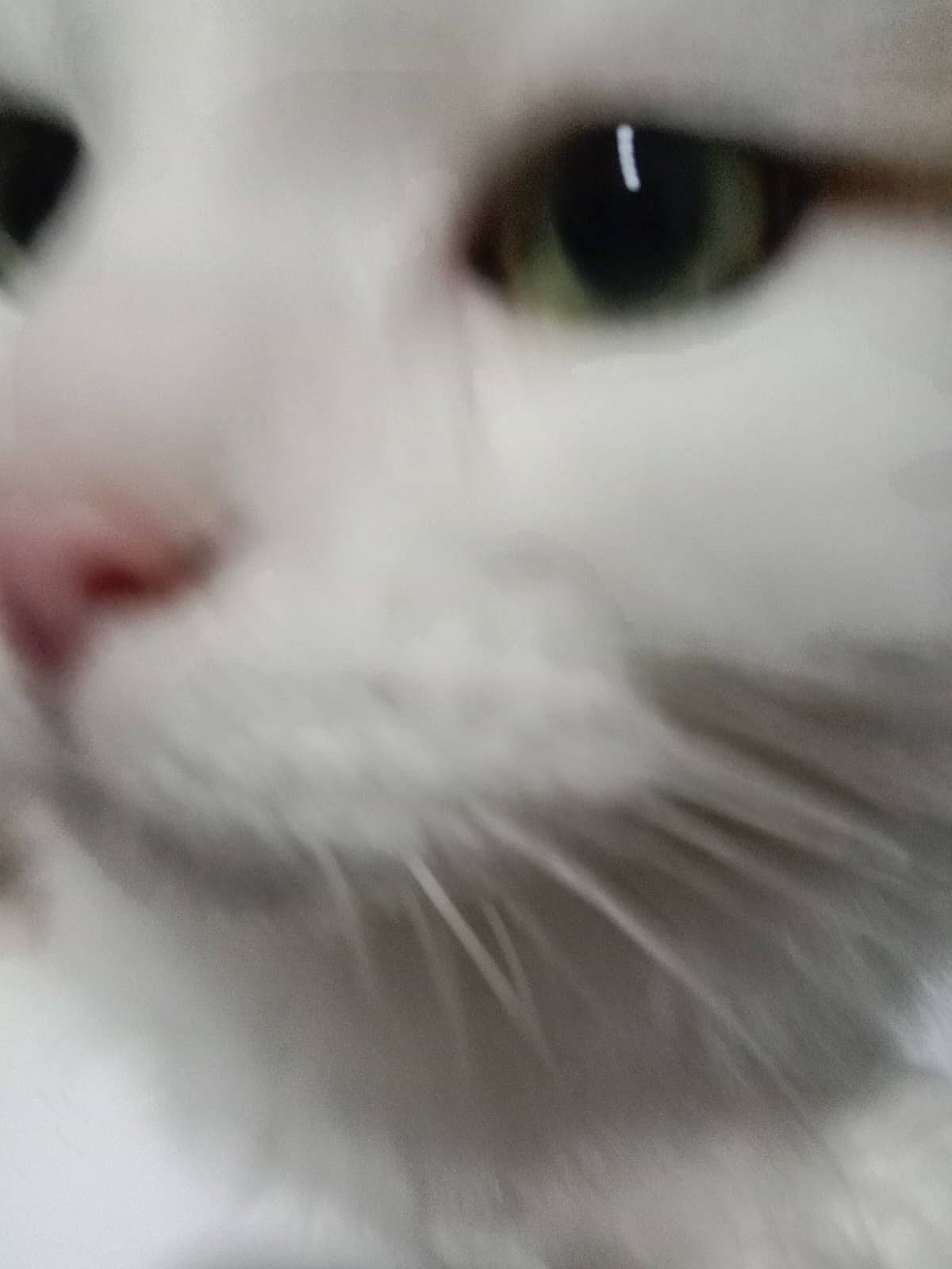 Nennette a rejoint le concours — aidez-le/la à gagner de superbes lots ! carnivore, cat, domestic_short_haired_cat, eye, eyelash, felidae, fur, head, iris, monochrome, monochrome_photography, no_expression, small_to_medium_sized_cats, snout, terrestrial_animal, whiskers