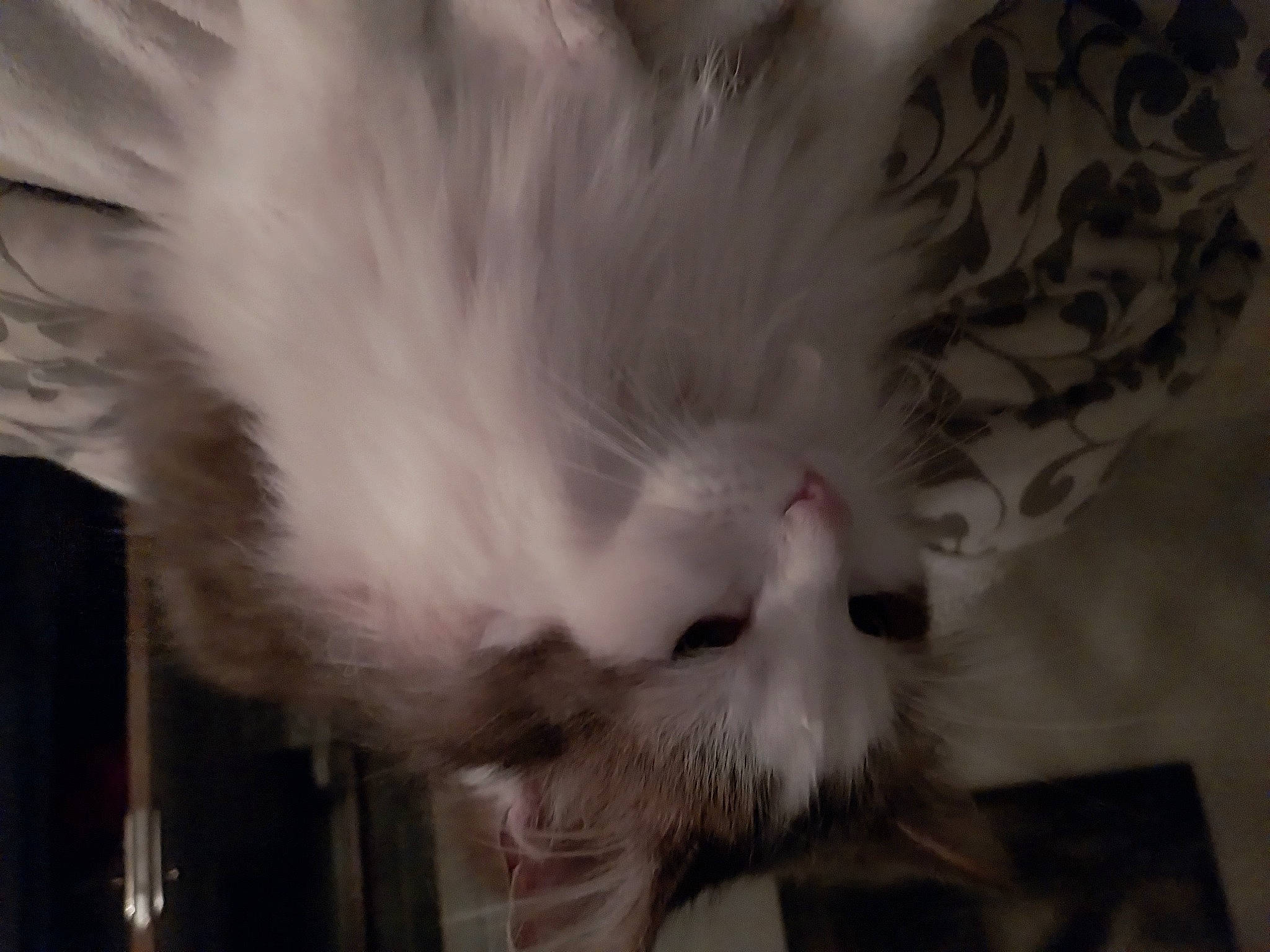 Nennette a rejoint le concours — aidez-le/la à gagner de superbes lots ! canidae, carnivore, cat, claw, comfort, darkness, eye, feather, felidae, fur, monochrome, monochrome_photography, paw, petal, sky, small_to_medium_sized_cats, snout, tail, whiskers, wing