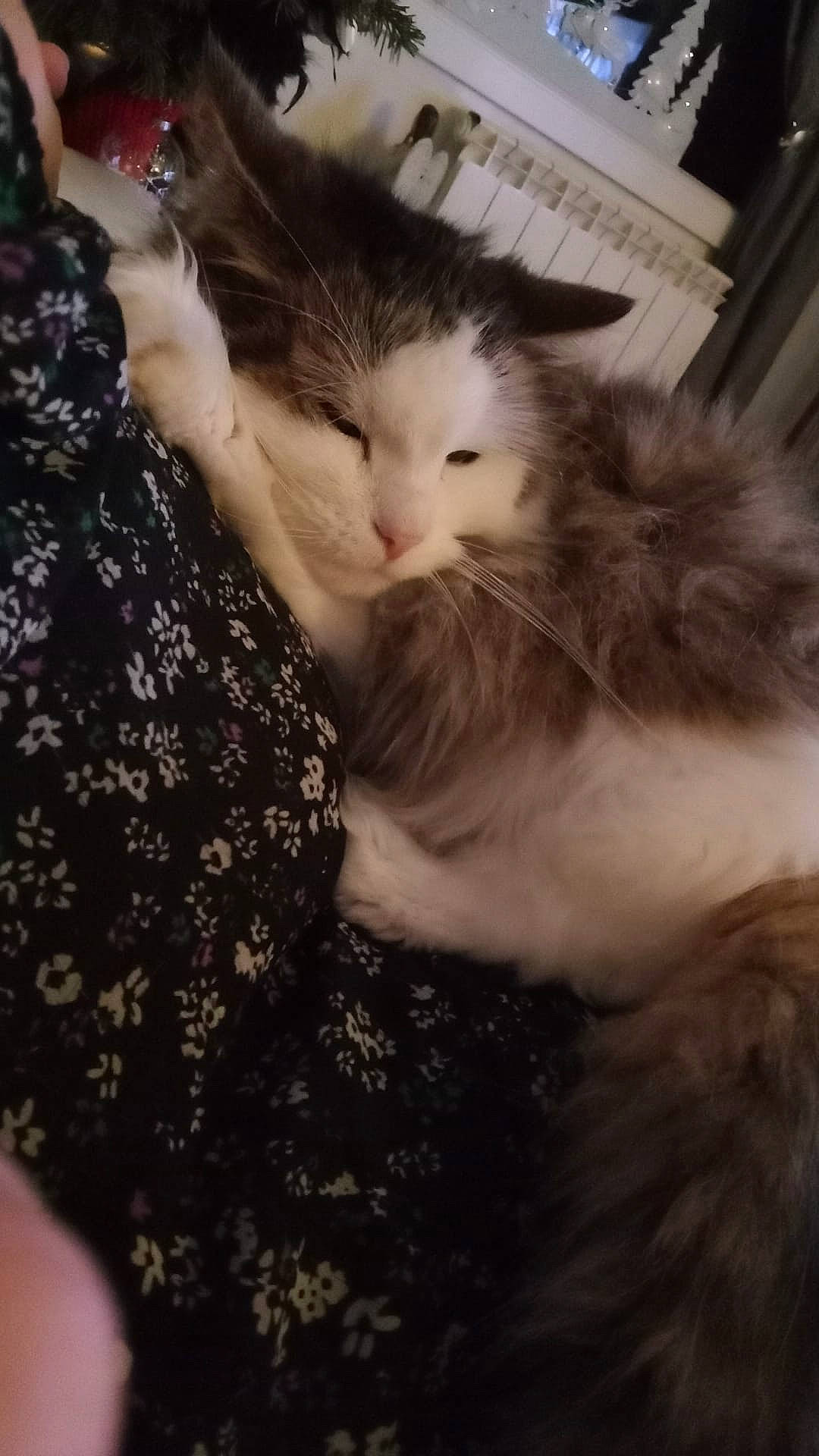 Nennette a rejoint le concours — aidez-le/la à gagner de superbes lots ! carnivore, cat, claw, cloud, comfort, domestic_short_haired_cat, felidae, fur, gesture, love, nail, paw, plant, sky, small_to_medium_sized_cats, tail, tree, whiskers