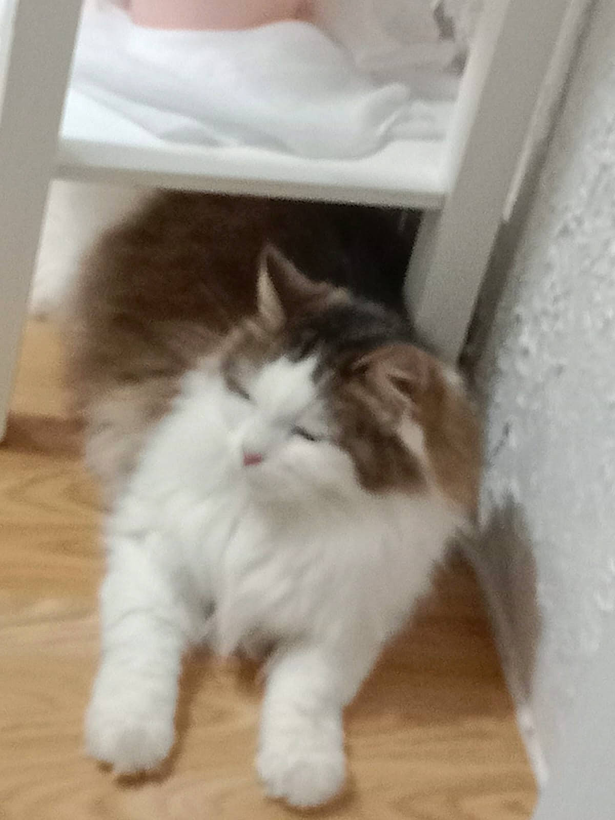 Nennette participe au concours pour gagner de l'argent avec cette photo : box, carnivore, cat, comfort, fawn, felidae, floor, flooring, fur, hardwood, laminate_flooring, paw, small_to_medium_sized_cats, snout, tail, terrestrial_animal, whiskers, wood, wood_flooring