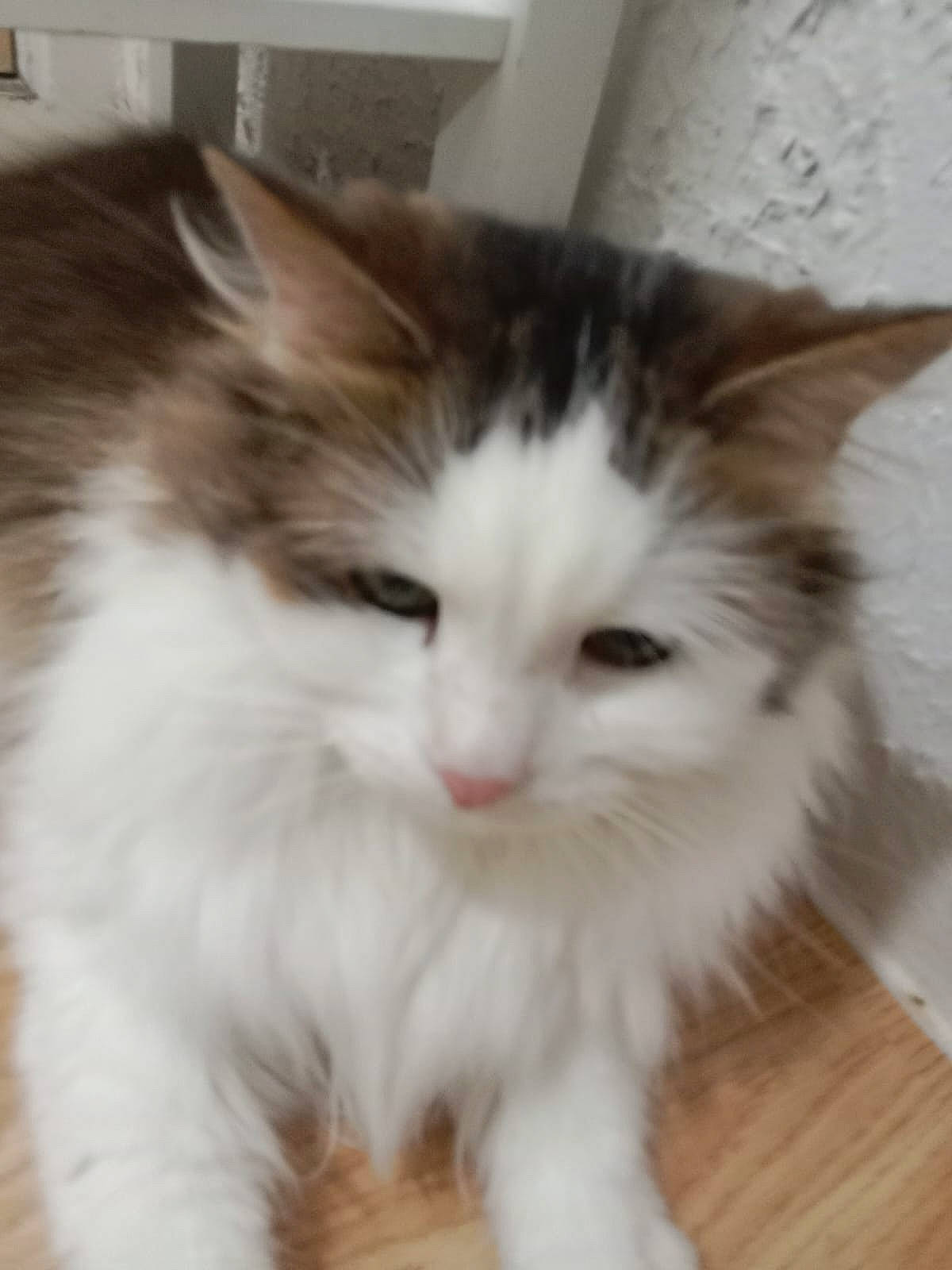 Nennette a rejoint le concours — aidez-le/la à gagner de superbes lots ! carnivore, cat, claw, companion_dog, domestic_short_haired_cat, eye, felidae, flooring, fur, hardwood, head, iris, paw, small_to_medium_sized_cats, snout, tail, terrestrial_animal, whiskers