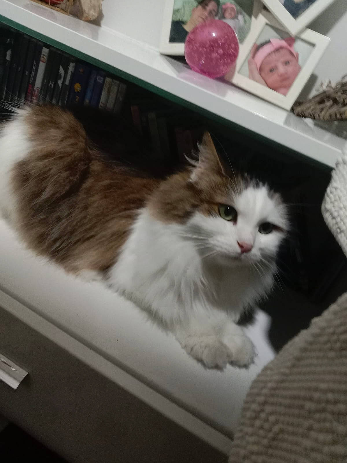 Nenette a rejoint le concours — aidez-le/la à gagner de superbes lots ! box, cardboard, carnivore, cat, comfort, domestic_short_haired_cat, felidae, flooring, fur, hardwood, paw, room, shelf, shelving, small_to_medium_sized_cats, snout, tail, whiskers, window, wood