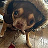 Arthur participe au concours pour gagner de l'argent avec cette photo : dog, chihuahua, small_dog, long_hair, brown_fur, tan_fur, fluffy_hood, hooded_clothing, leash, red_leash, collar, standing, indoor, wooden_floor, close_up, pet, canine, large_eyes, portrait, cute