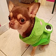 Arthur a rejoint le concours — aidez-le/la à gagner de superbes lots ! dog, chihuahua, small_dog, brown_dog, pet, animal, frog_costume, green_costume, costume, cute, adorable, portrait, close_up, large_ears, big_eyes, indoor, tiled_floor, standing, funny, companion_animal
