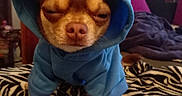 Arthur participe au concours pour gagner de l'argent avec cette photo : dog, small_dog, brown_dog, hoodie, blue_clothing, sleepy, closed_eyes, sitting, pet, animal, portrait, indoors, bedroom, bed, zebra_pattern, blanket, furry, cute, funny, cozy