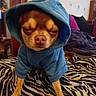 dog, small_dog, brown_dog, hoodie, blue_clothing, sleepy, closed_eyes, sitting, pet, animal, portrait, indoors, bedroom, bed, zebra_pattern, blanket, furry, cute, funny, cozy