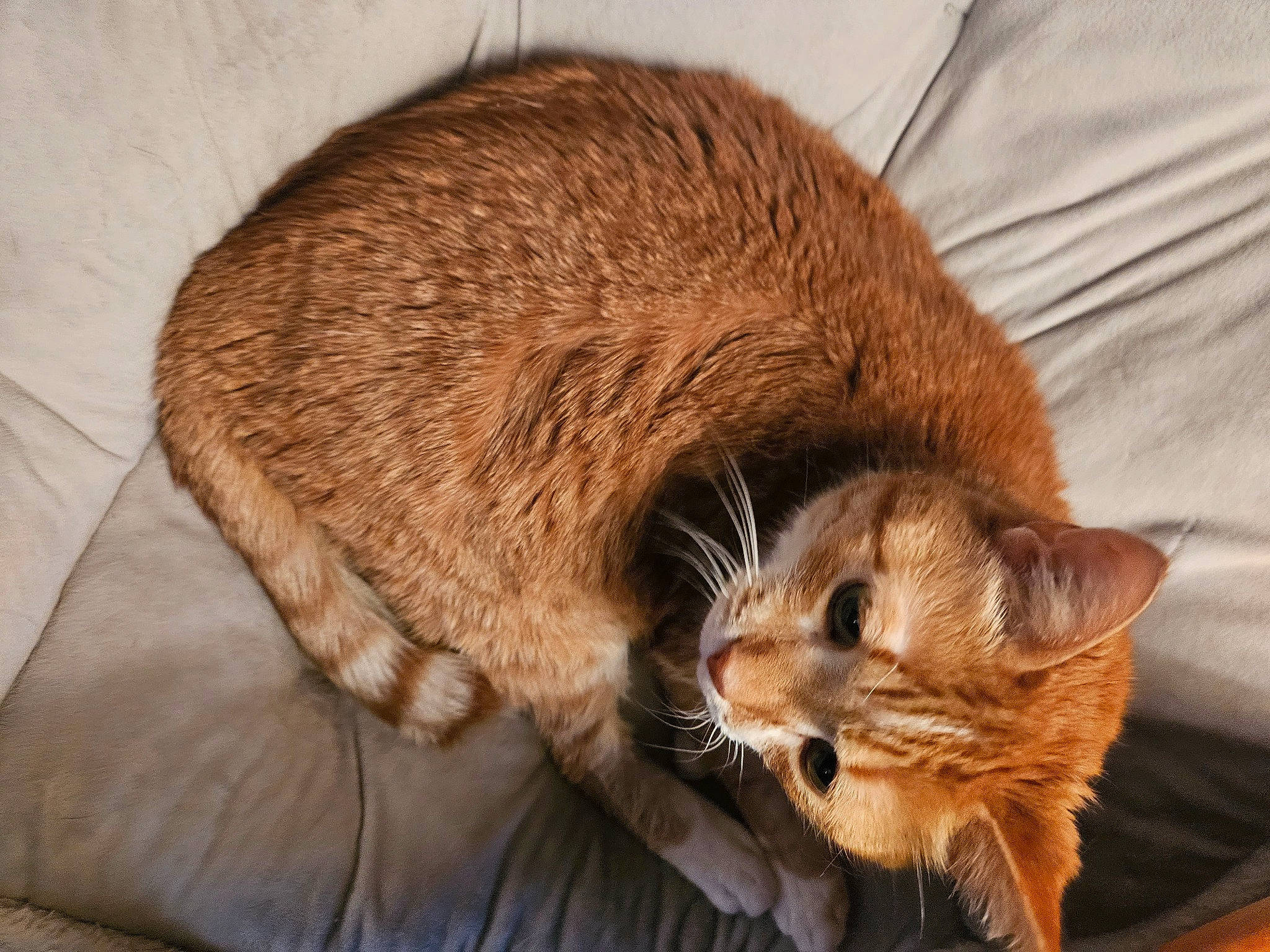 Hector joined the competition — help win amazing prizes! carnivore, cat, cat_supply, claw, comfort, domestic_short_haired_cat, fawn, felidae, fur, nap, paw, pet_supply, sleep, small_to_medium_sized_cats, snout, tail, terrestrial_animal, whiskers, wildlife, wood