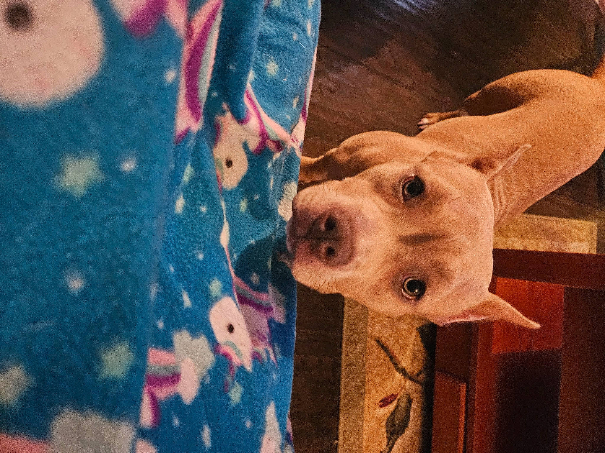 Daisy is registered to the contest to win money with this photo: canidae, carnivore, companion_dog, dog, dog_breed, dog_collar, fawn, flooring, fun, fur, golden_retriever, guard_dog, pattern, recreation, snout, sporting_group, tints_and_shades, whiskers, wood, working_animal