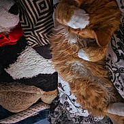 Rage is registered to the contest to win money with this photo: animal, blanket, cat, comfort, cozy, curled_up, feline, fluffy, fur, indoor, nap, orange_cat, panda_plush, patterned_blanket, pet, plush_toy, resting, sleeping, soft_texture, white_paws