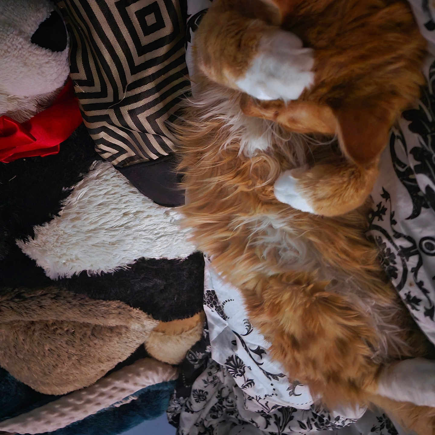 Rage is registered to the contest to win money with this photo: animal, blanket, cat, comfort, cozy, curled_up, feline, fluffy, fur, indoor, nap, orange_cat, panda_plush, patterned_blanket, pet, plush_toy, resting, sleeping, soft_texture, white_paws
