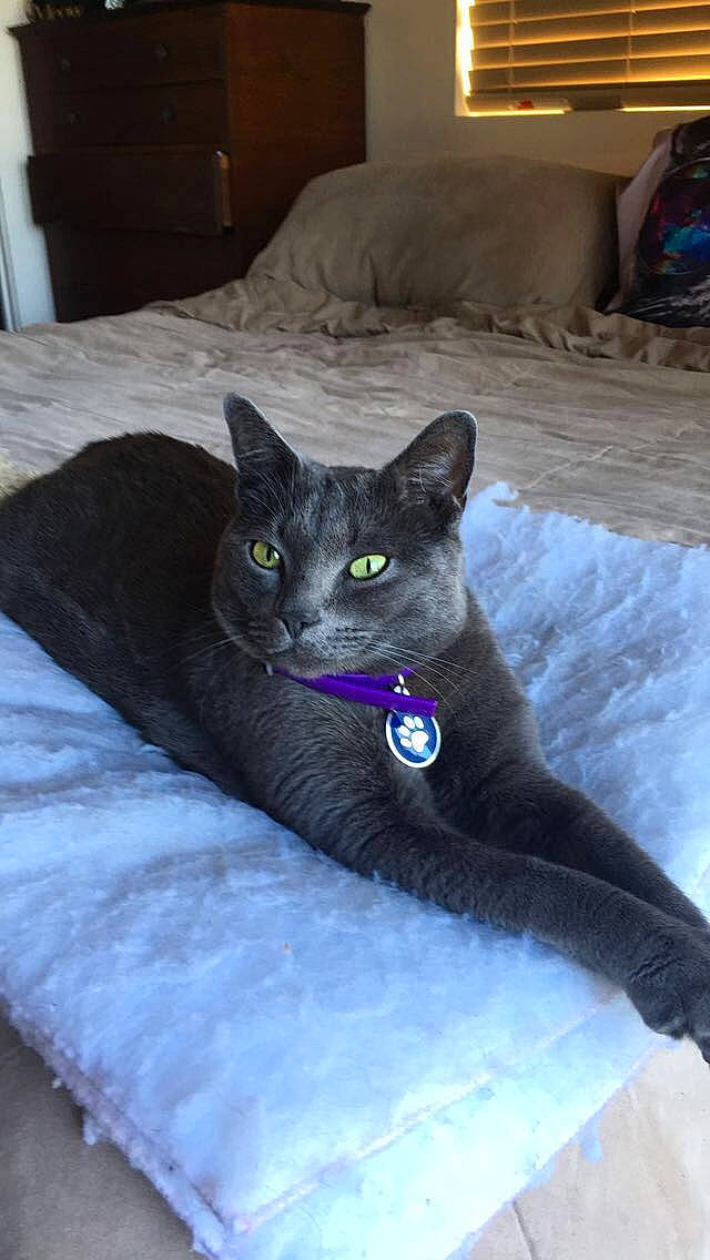 Hemingway is registered to the contest to win money with this photo: bed, black_cat, bombay, carnivore, cat, comfort, domestic_short_haired_cat, electric_blue, eye, felidae, fur, grey, havana_brown, room, sitting, small_to_medium_sized_cats, snout, tail, whiskers, window