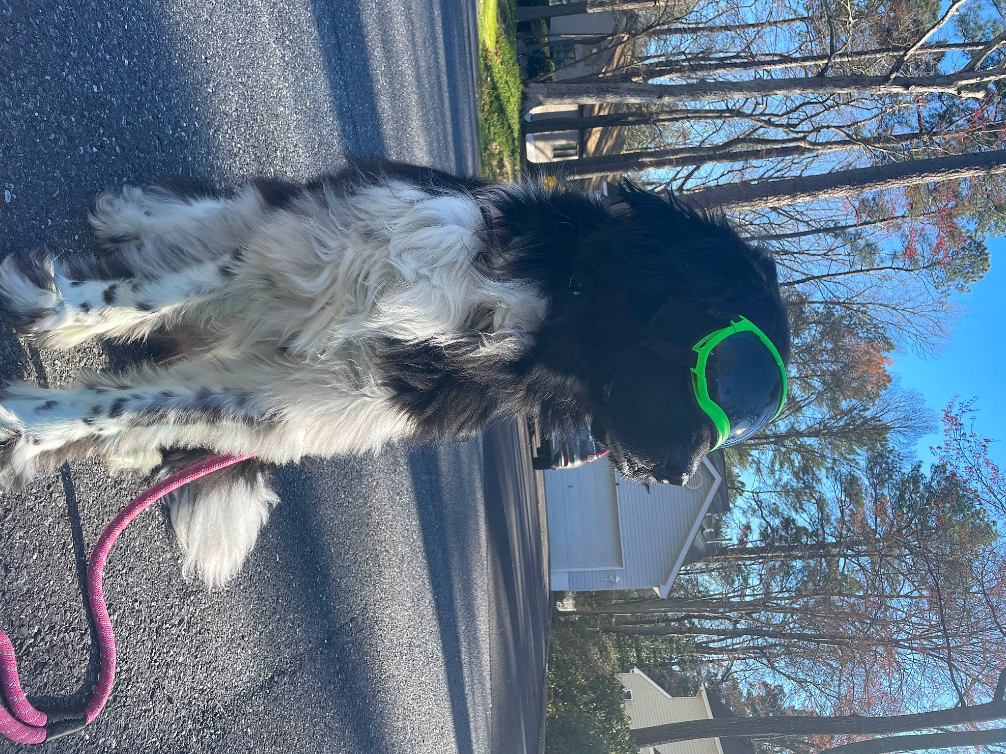 Daisy is registered to the contest to win money with this photo: car, carnivore, dog, dog_breed, dog_collar, fur, grass, plant, sky, sporting_group, tail, tree, vehicle, vehicle_door, water, winter