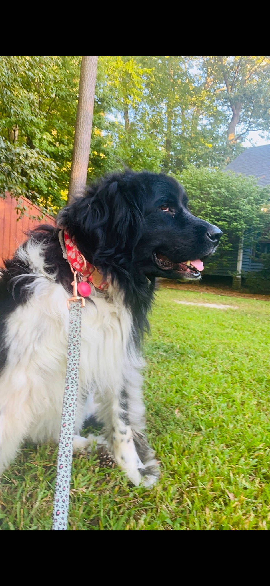 Daisy is registered to the contest to win money with this photo: canidae, carnivore, chair, collar, companion_dog, dog, dog_breed, dog_collar, fur, grass, gun_dog, herding_dog, plant, snout, spaniel, sporting_group, tail, tree, working_animal, working_dog