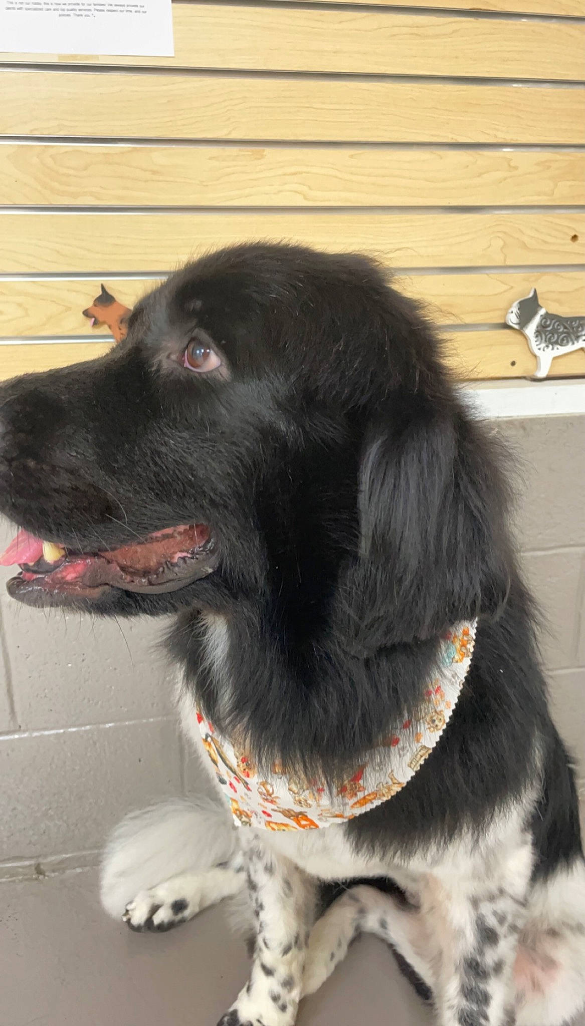 Daisy joined the competition — help win amazing prizes! borador, canidae, carnivore, collar, companion_dog, dog, dog_breed, dog_collar, fashion_accessory, fur, gun_dog, hunting_dog, leash, plant, snout, sporting_group, tail, whiskers, working_animal, working_dog