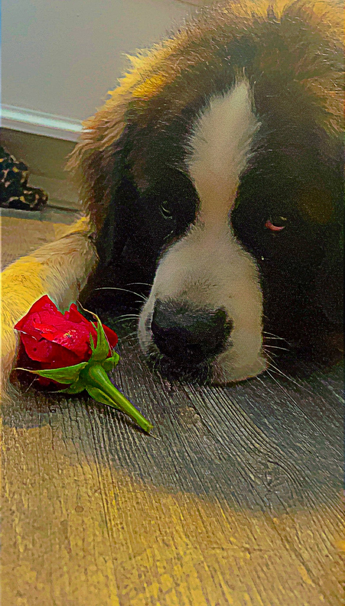 Daphne is registered to the contest to win money with this photo: ball, carmine, carnivore, companion_dog, dog, dog_breed, flooring, flower, fur, giant_dog_breed, grass, paw, petal, snout, sporting_group, tail, tennis_ball, toy, whiskers, working_animal