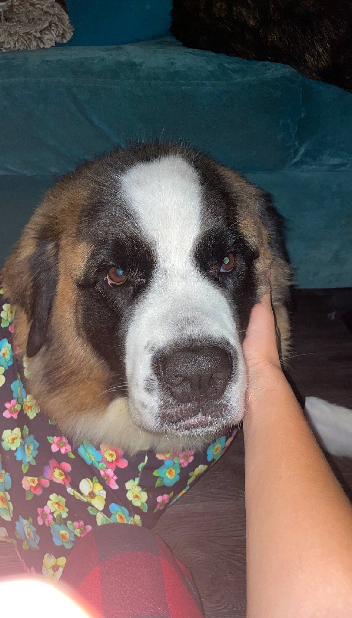 Daphne joined the competition — help win amazing prizes! bored, carnivore, companion_dog, dog, dog_breed, fur, puppy, snout, sporting_group, whiskers, working_animal, working_dog