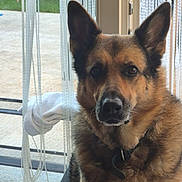 Ohanna a rejoint le concours — aidez-le/la à gagner de superbes lots ! animal, background, black, brown, collar, curtains, dog, ears, eyes, face, fur, german_shepherd, glass_door, home, indoor, looking, pet, sitting, sock, window
