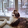 dog, curly_fur, window, snow, tree, fence, pet_bed, indoor, cozy, winter, animal, canine, brown_fur, white_fur, carpet, house, relaxed, looking, head_tilt, daylight