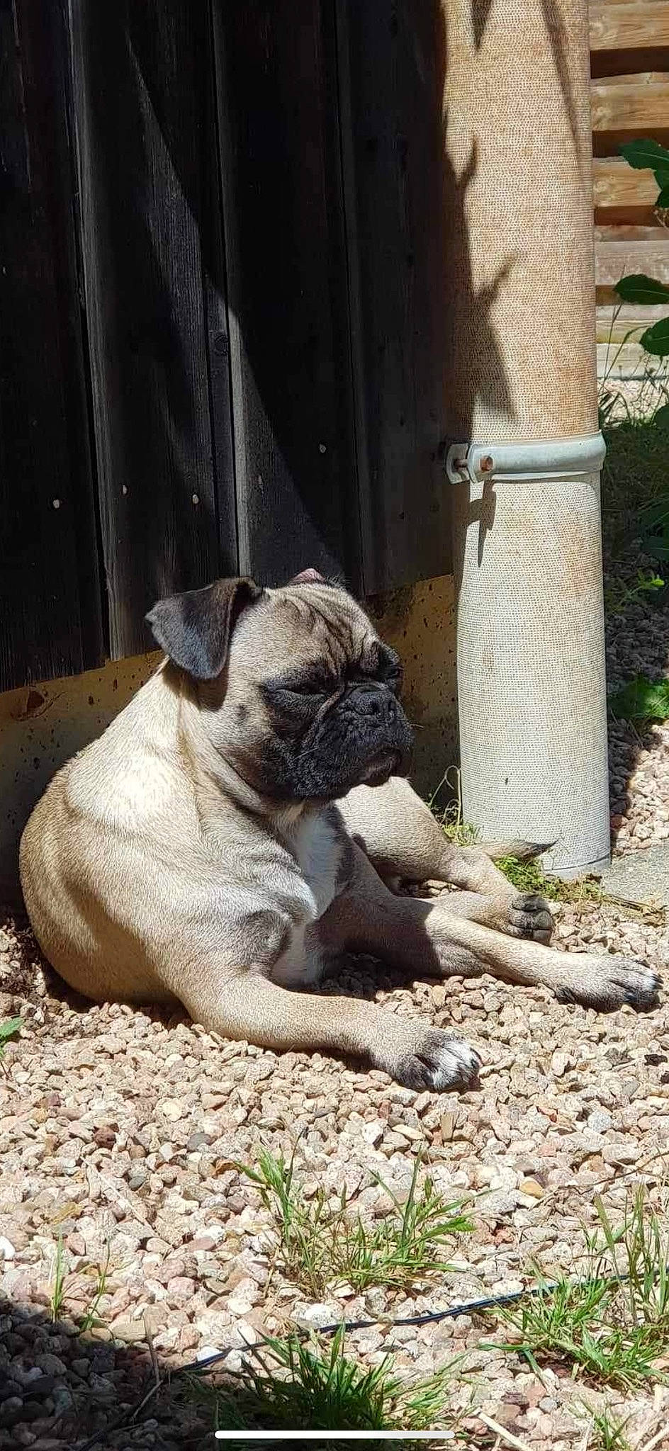 Prune participe au concours pour gagner de l'argent avec cette photo : canidae, carnivore, companion_dog, dog, dog_breed, fawn, grass, non_sporting_group, plant, pug, snout, soil, sporting_group, terrestrial_animal, toy_dog, wildlife, working_animal, wrinkle