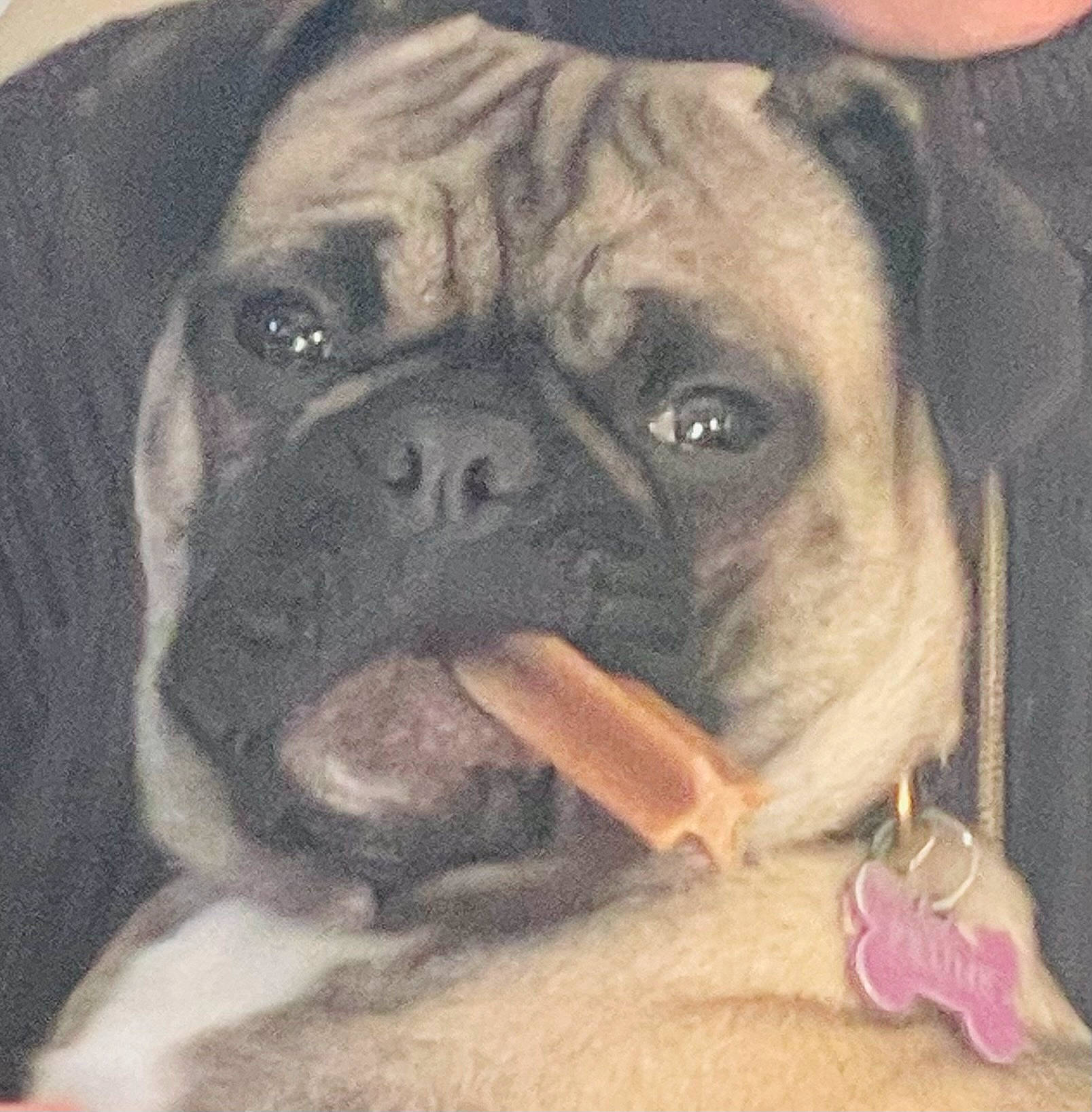 Prune a rejoint le concours — aidez-le/la à gagner de superbes lots ! ancient_dog_breeds, canidae, carnivore, comfort, companion_dog, dog, dog_breed, fawn, non_sporting_group, painting, paw, pug, puppy, snout, sporting_group, terrestrial_animal, toy_dog, whiskers, working_animal, wrinkle