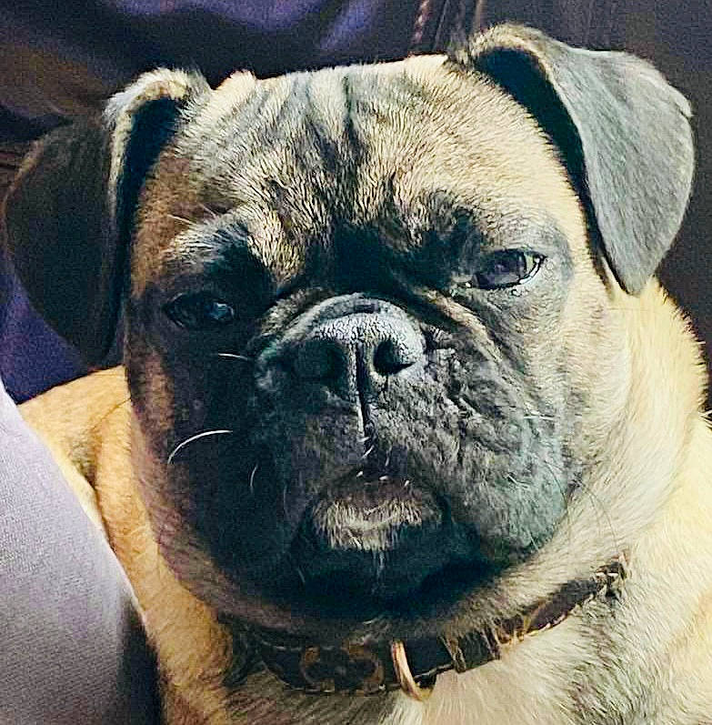 Prune participe au concours pour gagner de l'argent avec cette photo : ancient_dog_breeds, canidae, carnivore, collar, companion_dog, dog, dog_breed, dog_collar, eye, fawn, non_sporting_group, old_english_bulldog, pug, snout, sporting_group, terrestrial_animal, toy_dog, whiskers, working_animal, wrinkle