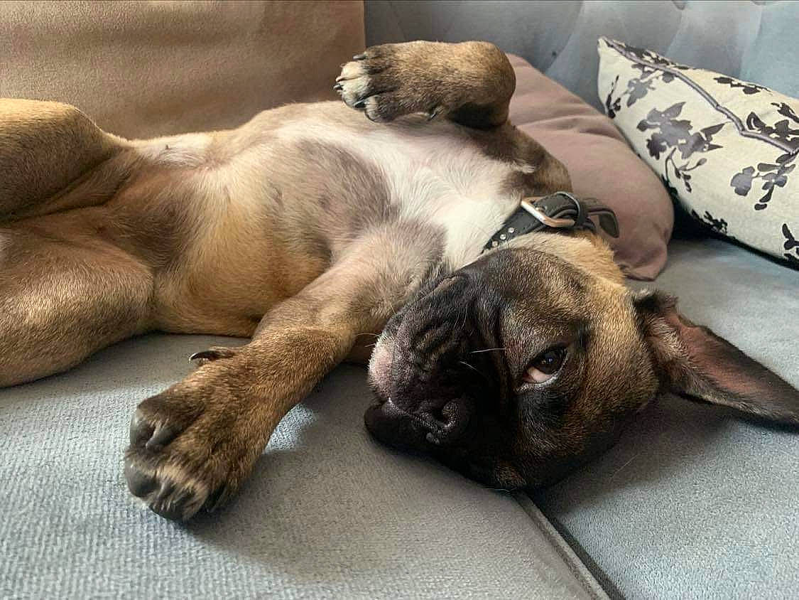 Prune participe au concours pour gagner de l'argent avec cette photo : canidae, carnivore, comfort, companion_dog, dog, dog_breed, fawn, felidae, foot, fur, grey, human_leg, nap, paw, snout, sporting_group, terrestrial_animal, whiskers, wood, working_animal