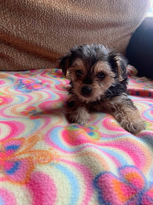 Max is registered to the contest to win money with this photo: bolonka, canidae, carnivore, companion_dog, dog, dog_breed, maltepoo, mammal, morkie, puppy, rare_breed_dog, schnoodle, shih_tzu, small_terrier, sporting_lucas_terrier, terrier, toy_dog, vertebrate, yorkipoo, yorkshire_terrier