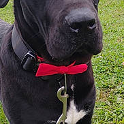 Mr.biggelsworth is registered to the contest to win money with this photo: dog, black_dog, bow_tie, collar, leash, chain, grass, outdoor, pet, animal, close_up, field, tree, nature, canine, mammal, portrait, standing, fence, daytime